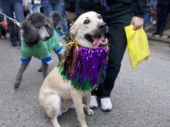 Mardi Gras Desktop Wallpaper