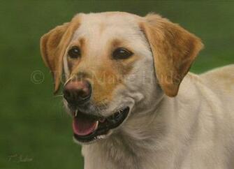 Molly Yellow Lab Portrait By Canis Lupess