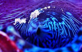 Diving Wallpaper X Net