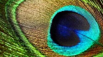 Peacock Feathers Wallpaper Live HD Hq Pictures Image