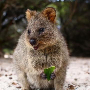 Wallpaper Quokka Cute Food Animal iPad