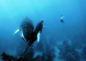 Diving Kb