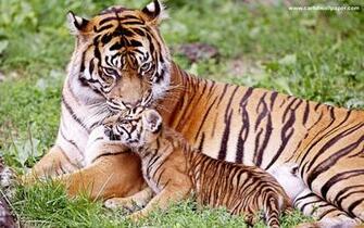 Black Tiger HD Wallpaper Collection