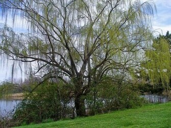 Weeping Willow Wallpaper