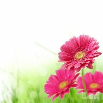 Spring Flowers