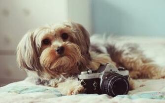 Dog Desktop Background Wallpaper High Definition Quality