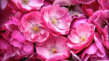 Beautiful Wild Roses Ultra HD Desktop Background Wallpaper For 4k