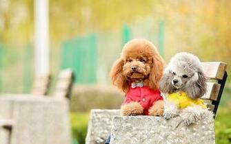 Poodle Wallpaper