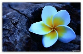 Frangipani Wallpaper