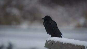 Raven Winter Birds Wallpaper Hq