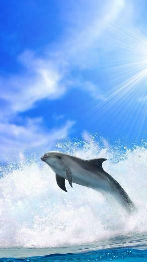 Top Dolphin iPhone Wallpaper Best
