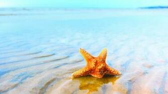 Starfish Wallpaper In Water 3d For Desktop