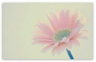 Its A Girl HD Desktop Wallpaper Widescreen High Definition