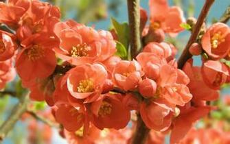 Blooming Flowers Spring Season Wallpaper
