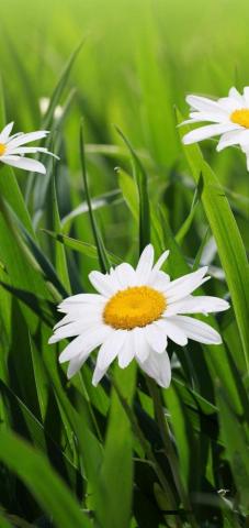 Daisies Flowers Grass Green Blur Wallpaper