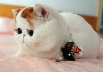 Foto Kucing Lucu Keren Terbaru Putih