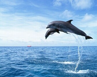 Dolphin Wallpaper