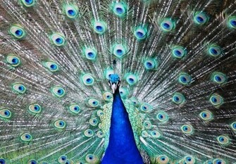 Peacock Wallpaper