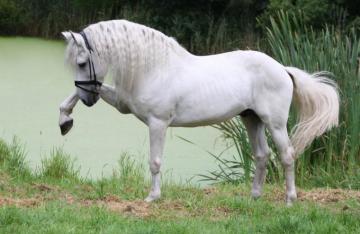 Magnificent White Andalusian Horse Fondos De Pantalla