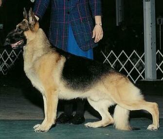 German Shepherd Dog Show The Wallpaper Best