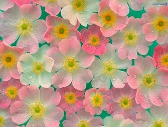 Flowers Image Pretty Ness Wallpaper Photos