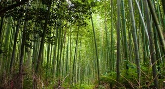 Forest Wallpaper