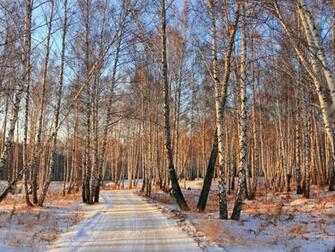 Winter Birch Woods Road Wallpaper Description Snow Pictures