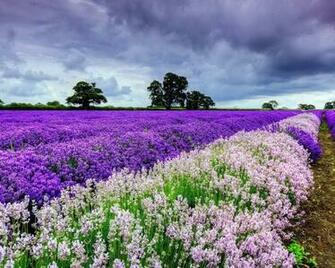 Purple Spring Flowers