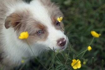 Flowers Dogs Summer Puppies Wallpaper Animals