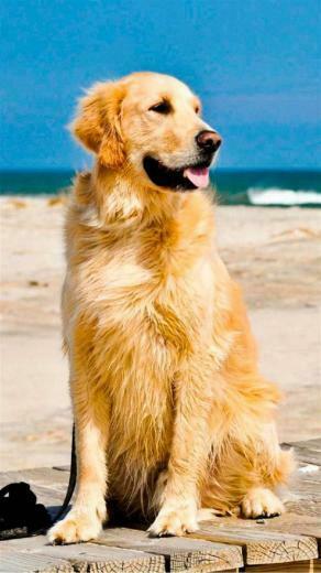 Golden Retriever HD Wallpaper For iPhone Jpg