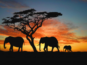 Sunset On Safari Background Wallpaper