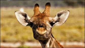 Giraffe Computer Wallpaper Desktop Background Id