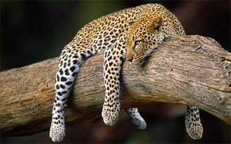 Mind Relaxing Wallpaper The Art Mad