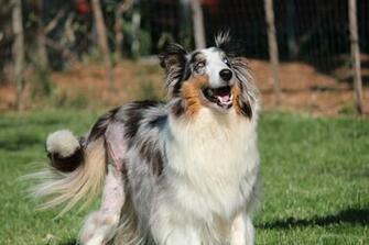 Related Pictures Dog And Horse Breeding Online