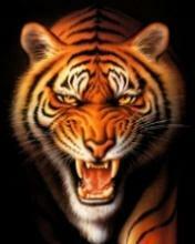 Animals Pets Img54 Cell Phone Wallpaper