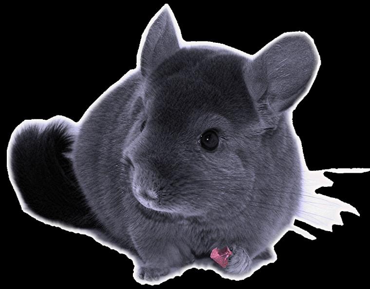 Cute Chinchillas Chinchilla Photo