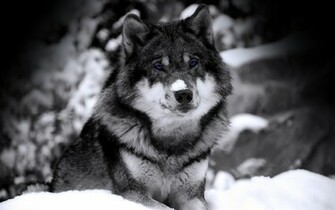 Wolf In Winter Desktop Wallpaper