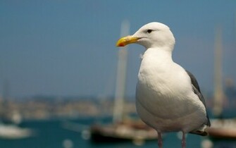 All Wallpaper Seagull Birds