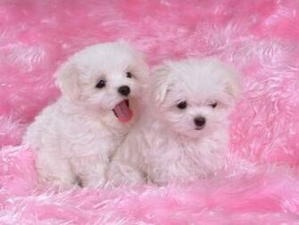 Really Cute Wallpaper Best Image Collections HD