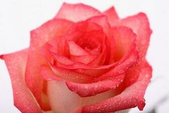 Roses Pink Rose Fresh White Background Photo