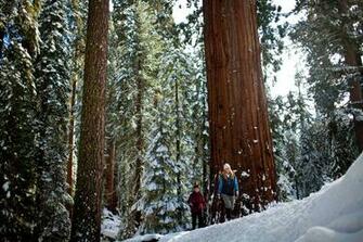 Sequoia National Park Image HD Wallpaper Background Of Your
