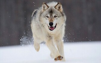 Gray Wolf Desktop Wallpaper