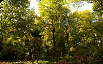 Pretty Green Forest Wallpaper