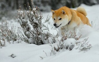 Shiba Inu Wallpaper Animal