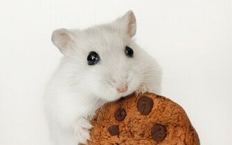 Cute Hamster Wallpaper Windows Cool