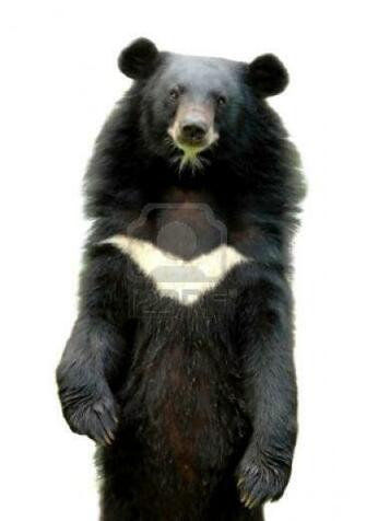 HD Desktop Wallpaper Black Bear Pictures