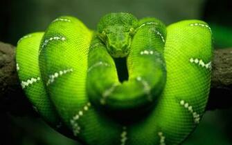 Desktop Wallpaper S Animals Huge Collection Of Amazing