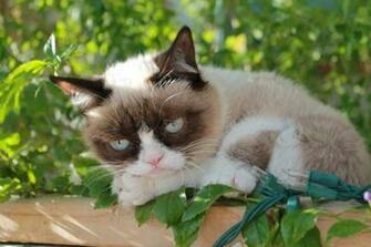 Grumpy Cat HD Computer Wallpaper Hot