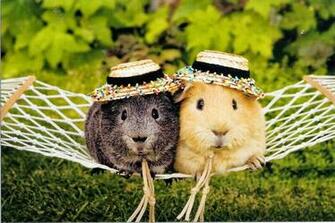 Guinea Pig Picture Photo Imag