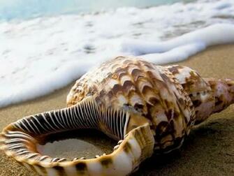Summer Empty Shell HD Wallpaper